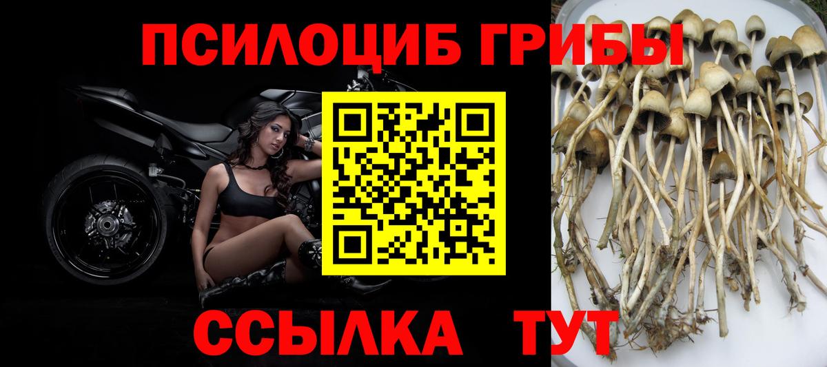 Псилоцибиновые грибы прущие грибы  Псилоцибиновые грибы Cubensis  Бугульма  Вход с VPN 
